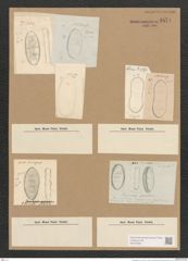 Cymatopleura sp. (de-Toni-Nr.: Genus 54) Zeichnungen Sammlung Grunow Nr. 4871 (NHMW-BOT-W0373055)